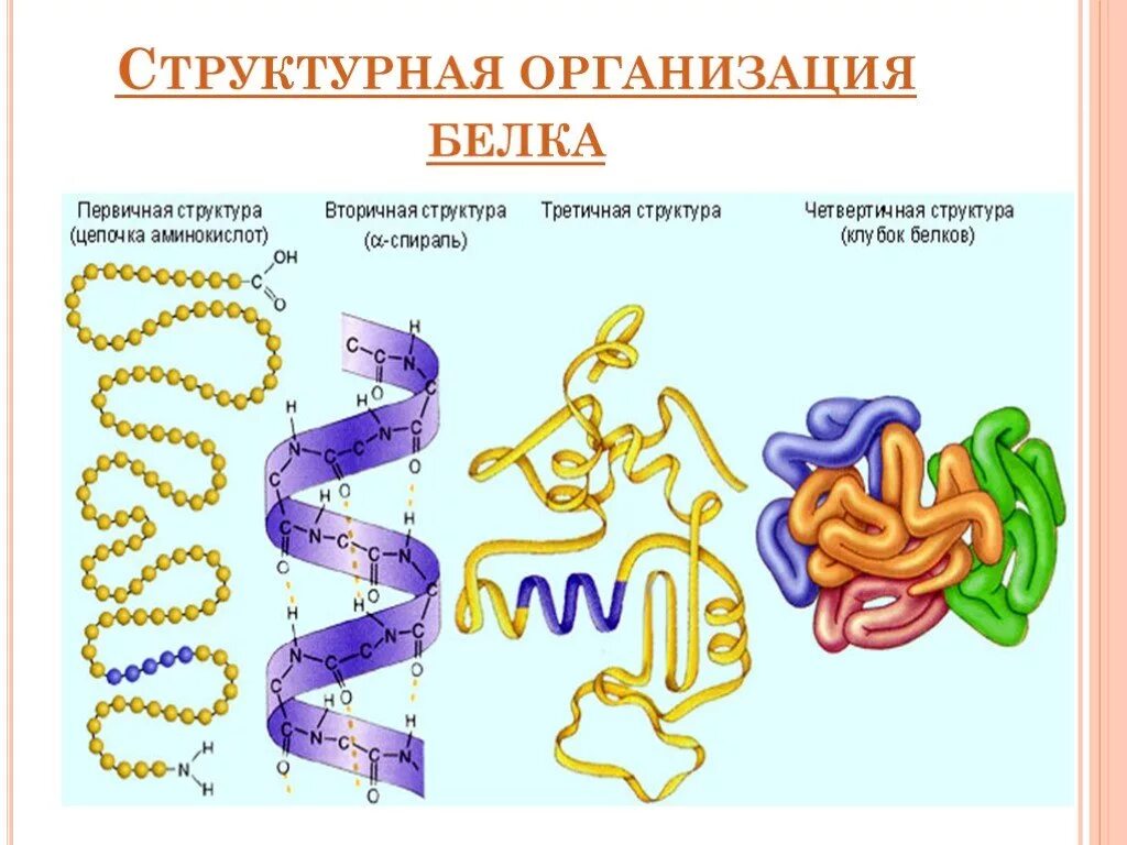 Первичная структура белка структура. Строение первичной структуры белка. Структурная организация белков. Первичная структура белков. Первичная структура белка называют