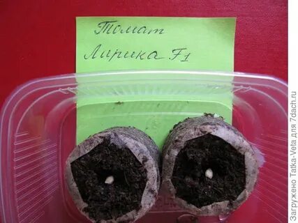 Семена помидор в торфяные таблетки