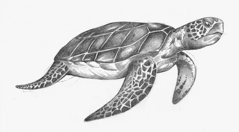 морская черепаха рисунок: 2 тыс изображений найдено в Яндекс Картинках