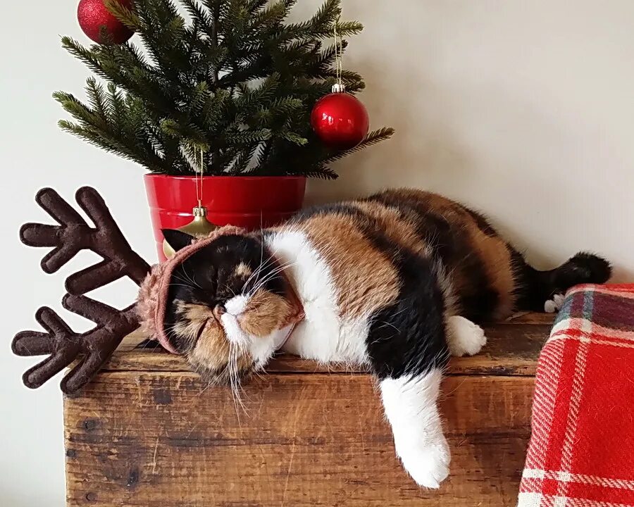 Новогодние коты. Котик под елкой. Кот и елка. Смешные новогодние коты.