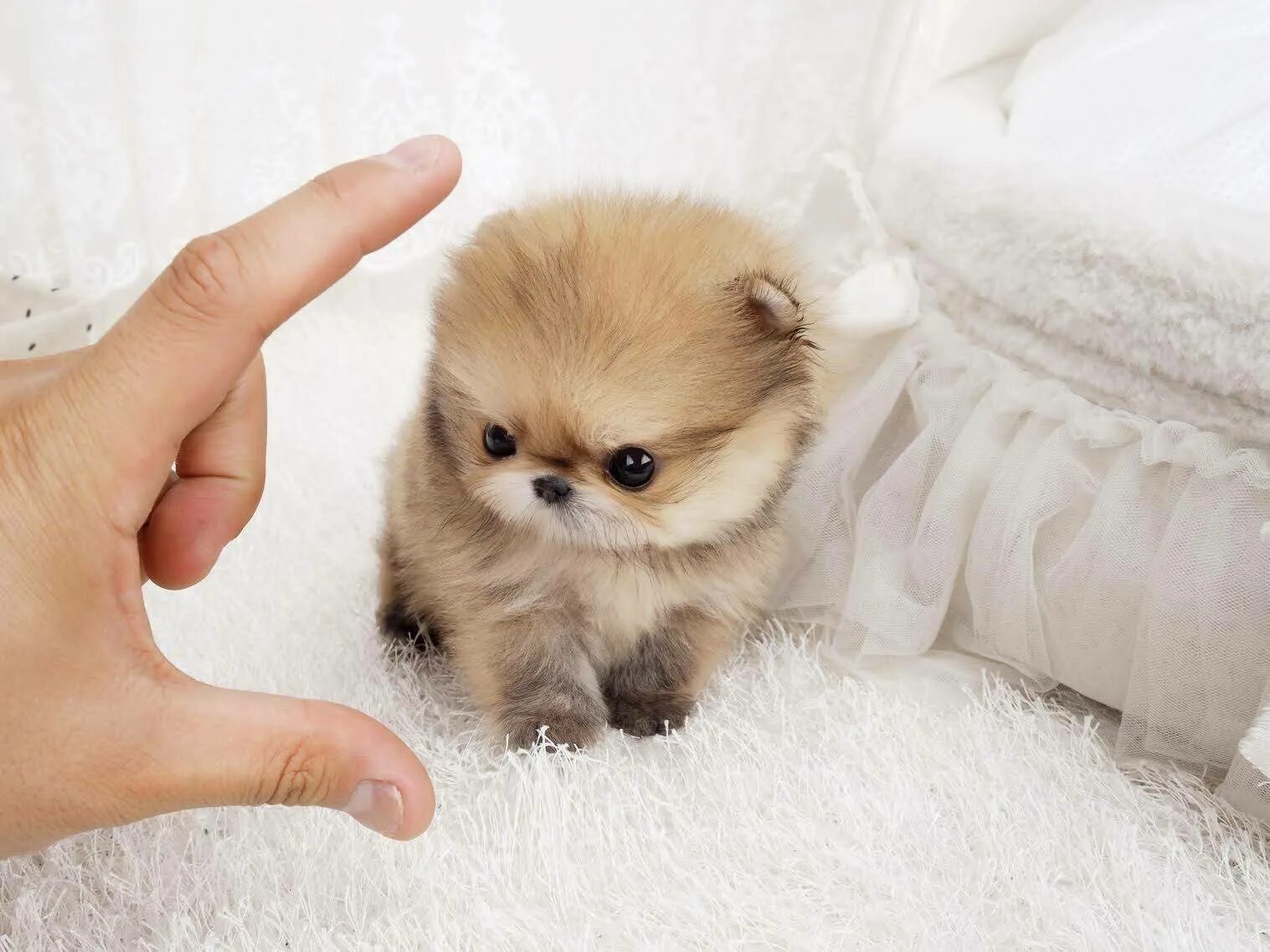 Фотографии пород карликовых собак. Померанский шпиц Teacup.. Шпиц померанский карликовый. Шпиц померанский карликовый белый маленький. Карликовый шпиц Медвежонок.