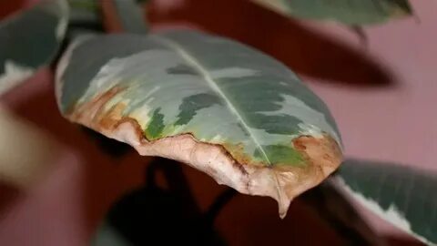 Желтеют кончики листьев причины