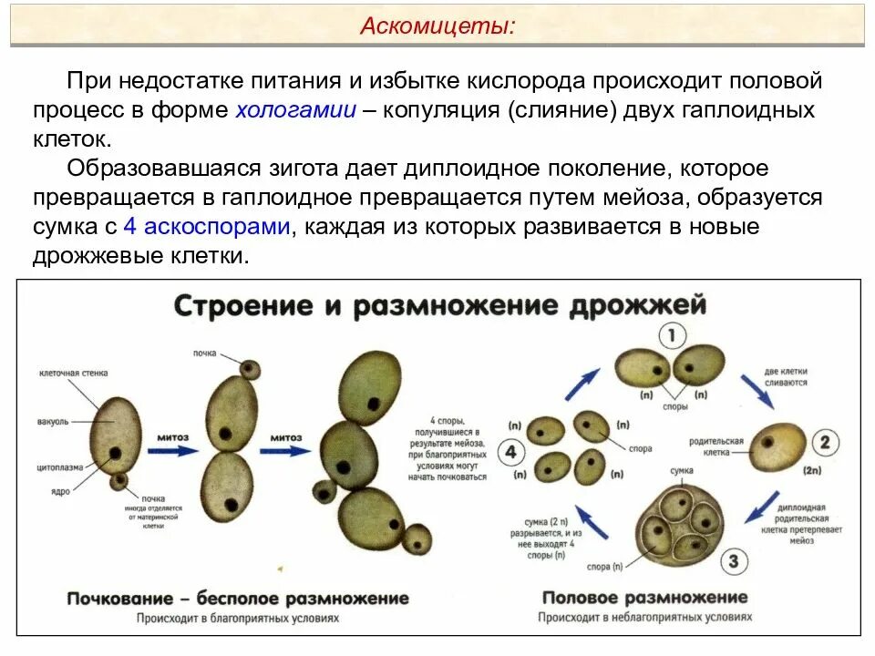 Формирование два гаплоидных ядра