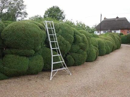 Huge plants