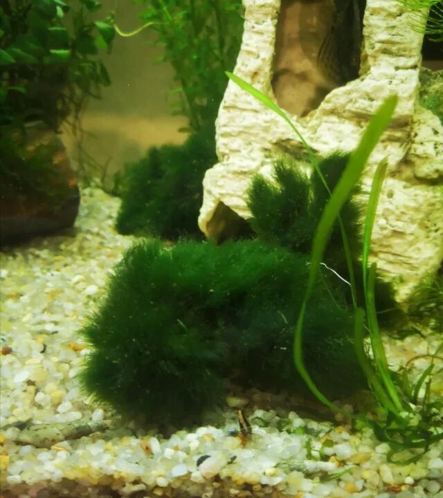 Яванский мох. Кладофора на растениях. Ковровый мох для аквариума. Можно ли мох в аквариум. Яванский мох аквадизайн нанокуб.