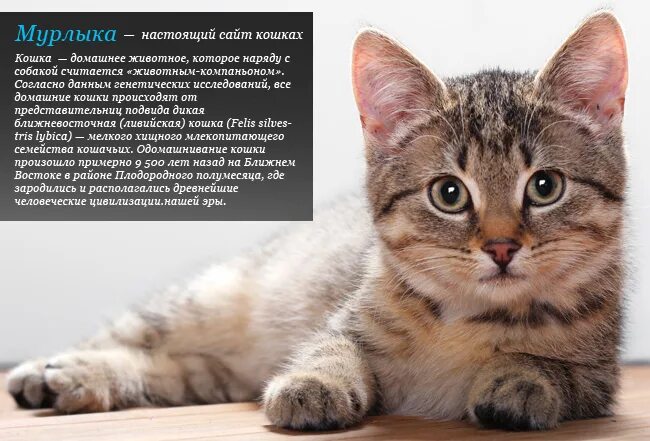 Как 3 кошку зовут