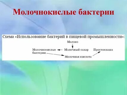 Сахар бактерий