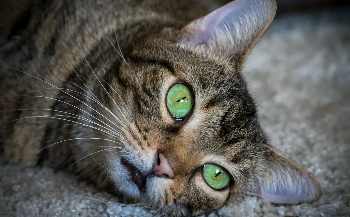 Темно зеленая кошка. Кошка с зелеными глазами. кошачий глаз зеленый. котенок с зелеными глазами. кошка с зелеными глазами фото.