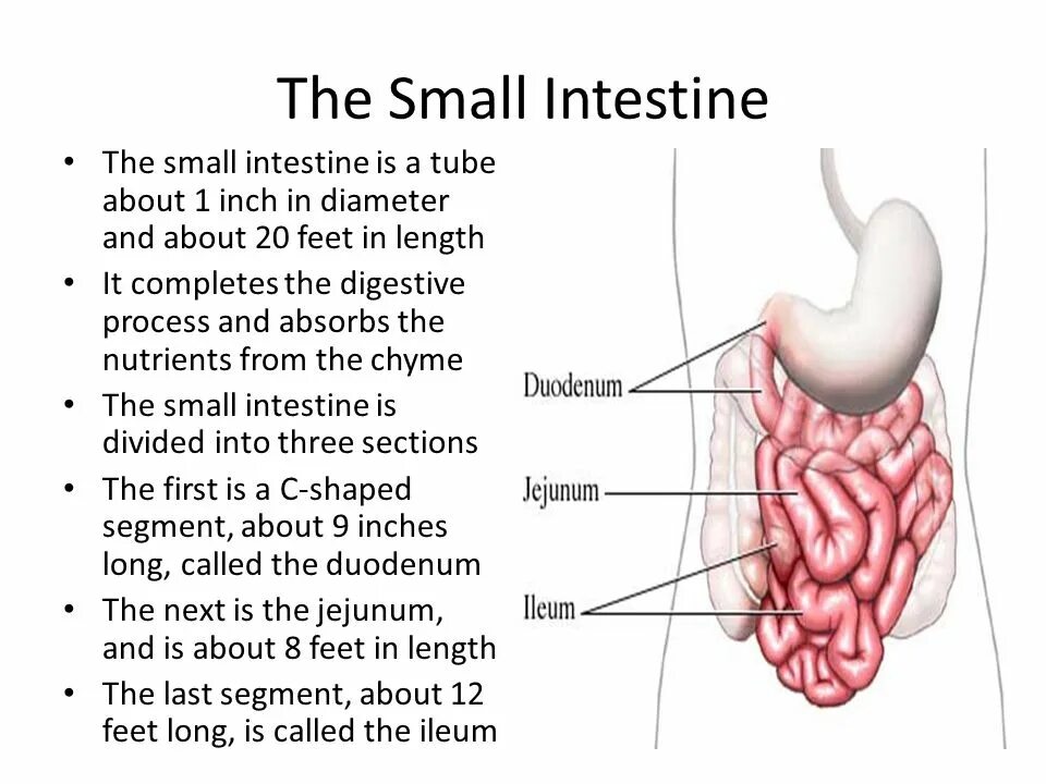 Тонкий кишечник тест. Сопоставьте digestion intestine.