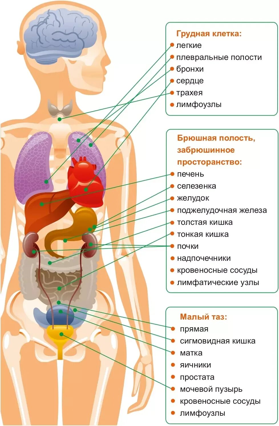 Органы живота. Расположение органов брюшной. Расположение органов в животе женщины. Внутренние органы брюшной полости женщины.