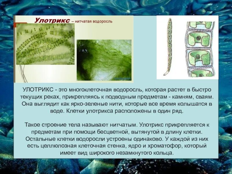 Почему водоросли назвали водорослями. Многоклеточные водоросли улотрикс. Многоклеточные водоросли улотрикс цикл. Нитчатые зеленые водоросли улотрикс. Строение многоклеточных нитчатых водорослей.