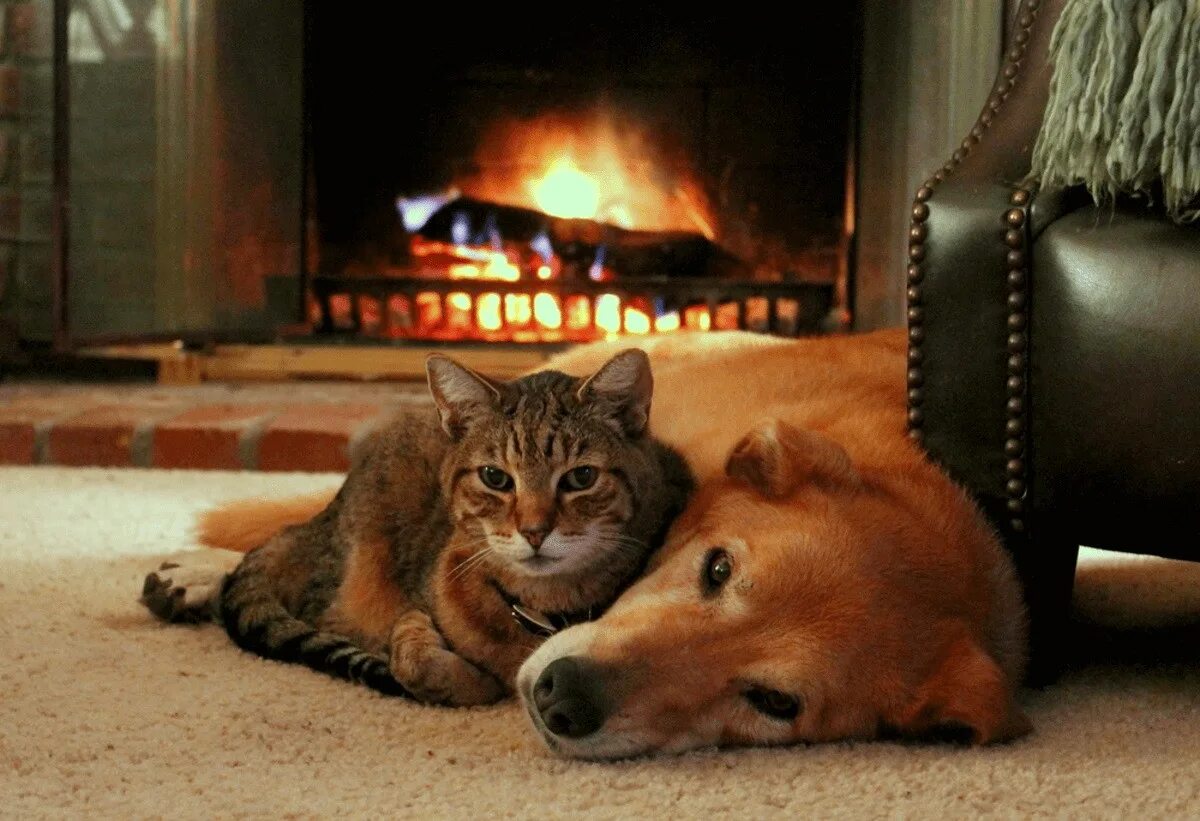 Котик у камина. Собака у камина. Камин и кошка. Уютный вечер с котом. Пусть в доме царит тепло и уют