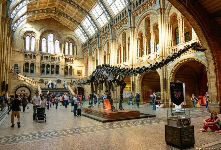 Музей естественной истории. Музей естествознания (natural History Museum). Музей естествознания Лондон Диплодок. Музей естествознания Лондон Центральный зал. Музей естествознания в Лондоне скелет диплодока.