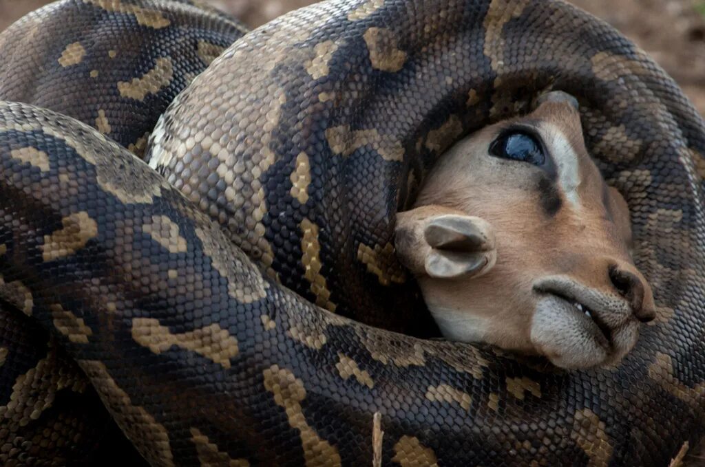Бирманский питон. Африканский скальный питон. Питон в саванне. Питон животное. Питон в африке.