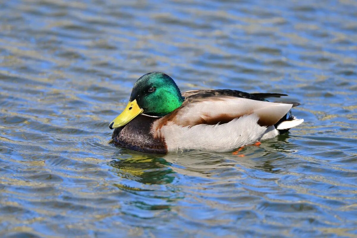 самый богатый селезень