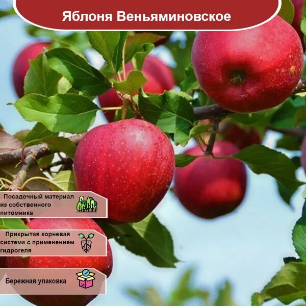 Яблоня "Веньяминовское" купить в Москве саженцы из питомника Greenpoint24