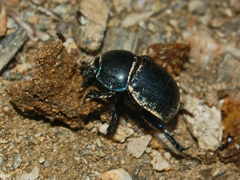Жук математик. Geotrupes stercorosus. жук носорог навозник. anoplotrupes stercorosus. жук землерой.