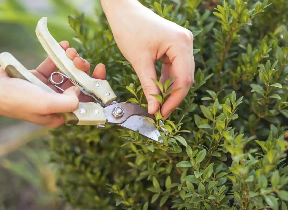 Чем опрыскать самшит. Садовые ножницы gardena. Чем опрыскать самшит. Стрижка можжевельника казацкого. Чем опрыскать самшит.