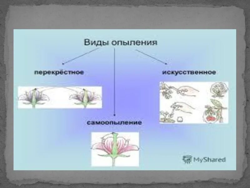 Схема самоопыления хвойные. Опыление растений. Опыление растений схема. Типы опыления схема. Опыление растений 6 класс биология.