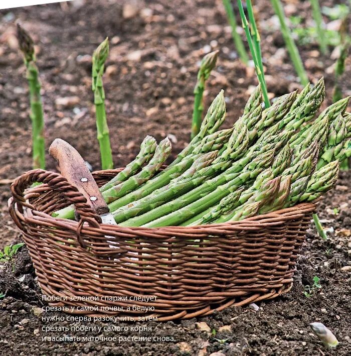 Спаржа Огородная. Аспарагус спаржа. Спаржа Asparagus Mary Washington. Соцветие спаржи. Спаржа как выращивать в огороде