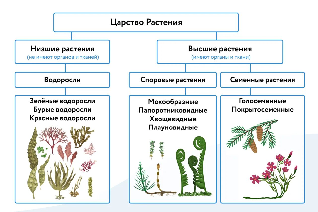 Водоросли являются организмами имеют. Царство растений низшие Подцарство высшие растения. Низшие высшие споровые семенные растения. Царства растений высшие растения низшие растения. Схема низших и высших растений.