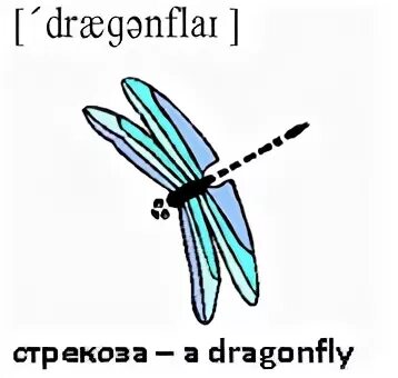 Доклад про стрекозу. Стрекоза на английском. Интересные факты о стрекозе на английском. Стрекоза транскрипция.