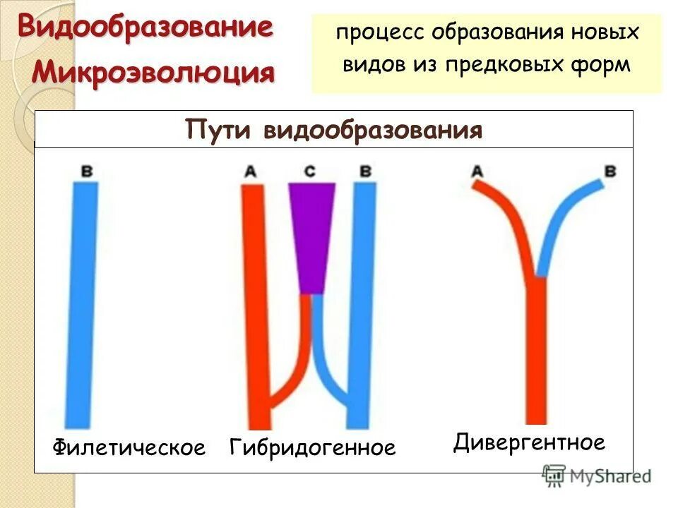 Понятие микроэволюция. Микроэволюция образования новых видов. Микроэволюция процессы. Эволюция микроэволюция и макроэволюция. Микроэволюция это в биологии.