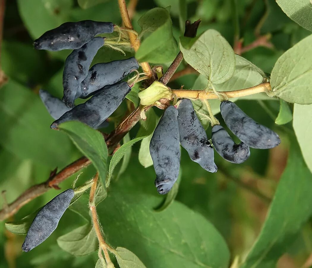 Жимолость картинки фото. Жимолость Lonicera edulis. Жимолость съедобная ягода. Жимолость съедобная (Lonicera edulis `нимфа`). Жимолость съедобная (Lonicera edulis `Амфора`).