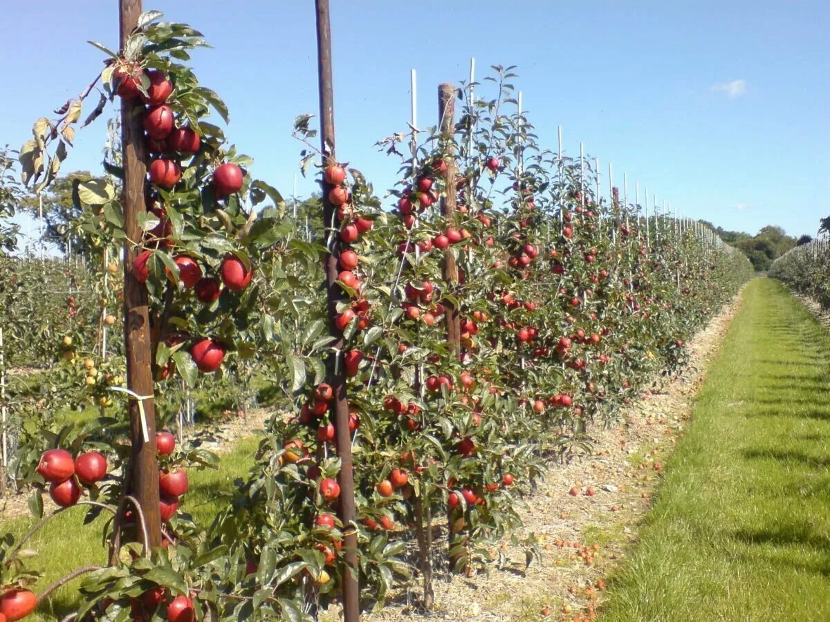 Плодопитомник сады ставрополья. Закладка садов интенсивного типа. Пальметта яблоня. Интенсивный шпалерный яблоневый сад. Полив яблоневого сада.