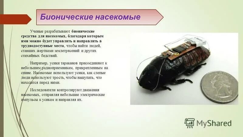 укусы насекомых для дошкольников. по каким действиям насекомых ученые. акация корнигера муравьи. по каким действиям насекомых ученые. джастин шмидт энтомолог.