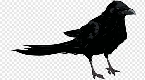 Crows new