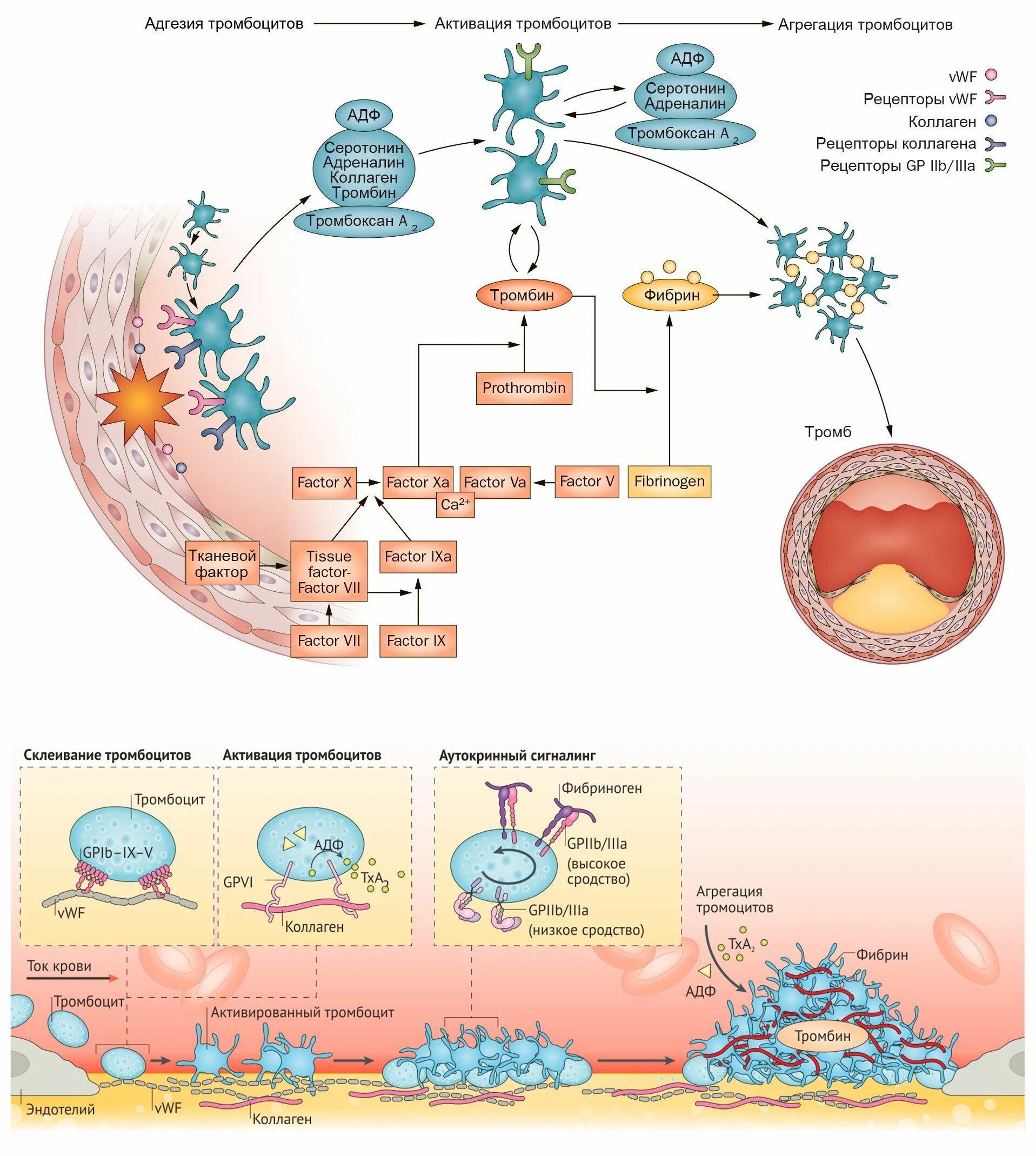 Коллаген агрегация. Блокаторы АДФ рецепторов тромбоцитов. Агрегация тромбоцитов рецепторы. Агрегация тромбоцитов схема. Механизмы адгезии и агрегации тромбоцитов..