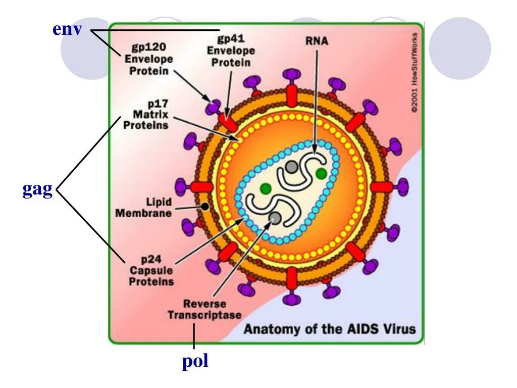 Строение вич. ВИЧ структура вириона. Строение вируса СПИДА. Схема вируса СПИДА. Структура вируса иммунодефицита человека.