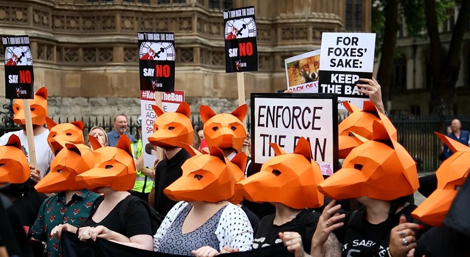 Fox back wiev. Fox hunt