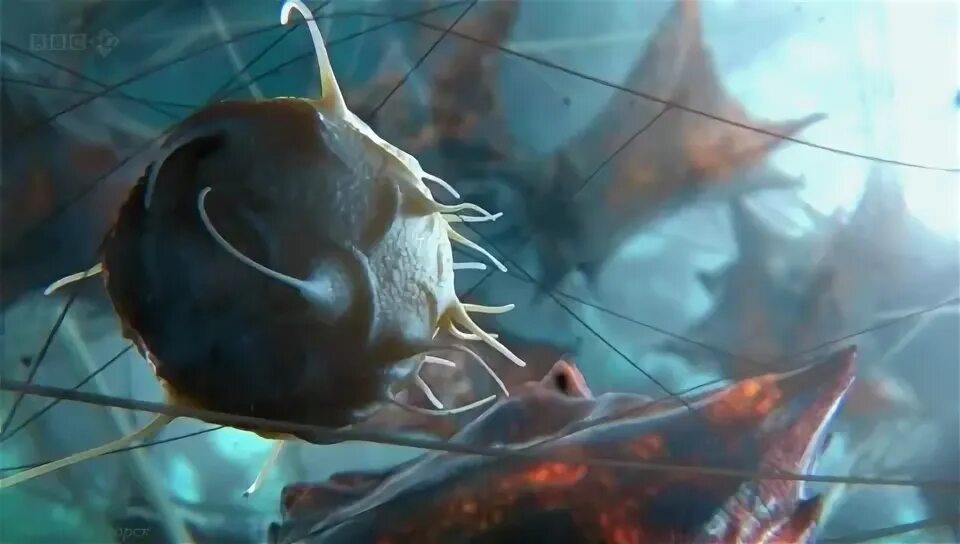 ввс наука научно познавательные