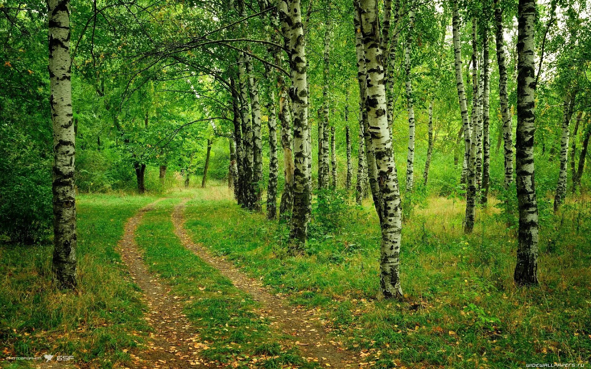 Березовая роща Томск. Уральский березовый лес. Елово березовый лес. Березовый лес Брянск. Красивые березовый лес