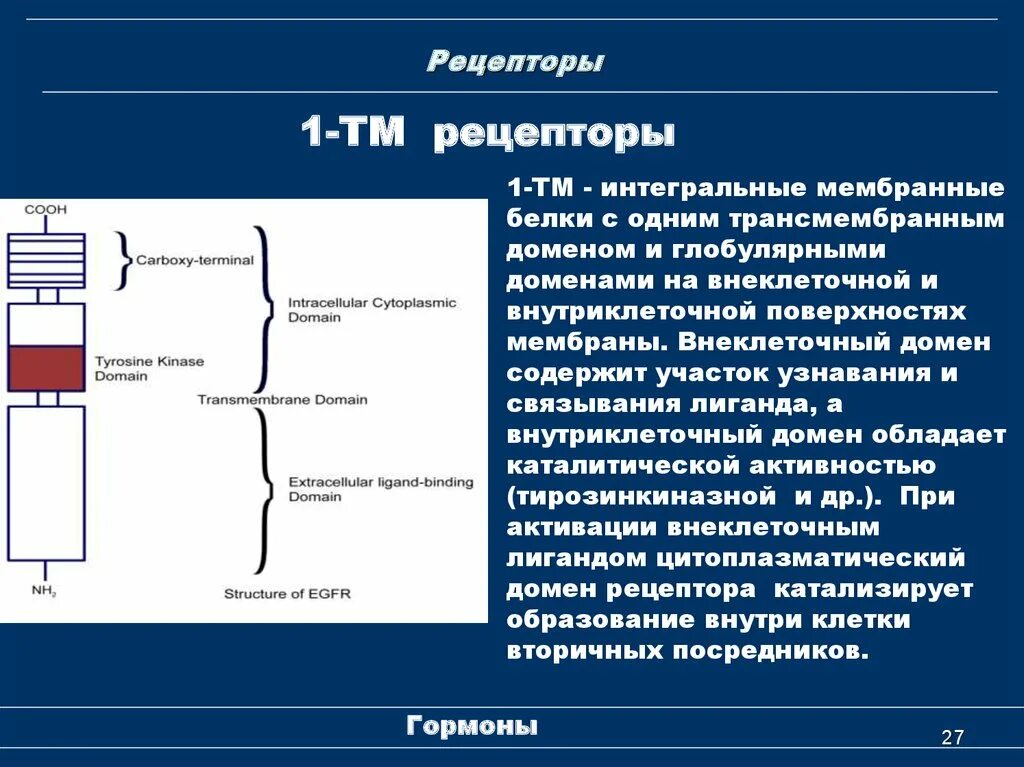 Трансмембранные и внутриклеточные рецепторы физиология. Домены мембранных рецепторов. Структура мембранных рецепторов. Мембранные белки рецепторы.