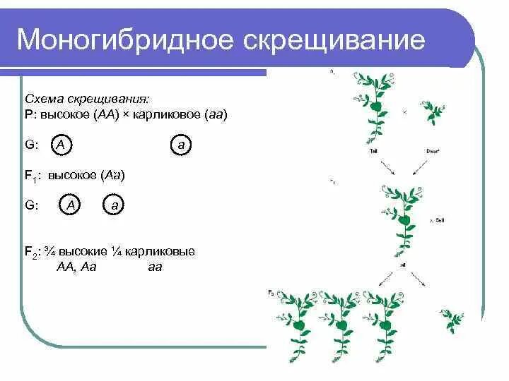 Моногибридное скрещивание чистых линий