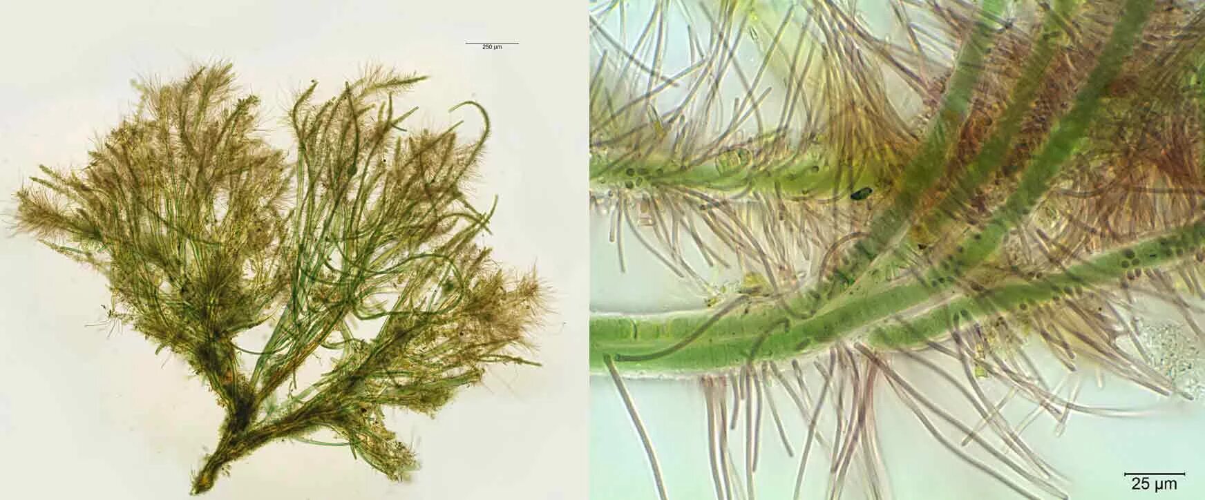 Лошадиная водоросль. Tolypothrix водоросль. Триходесмиум водоросль. Tolypothrix tenuis. Глеотрихия водоросль.