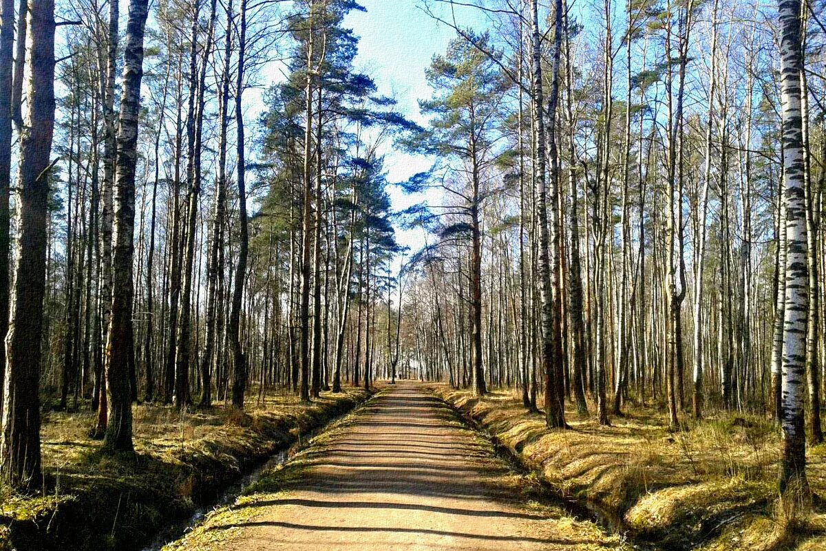 Хвойная петербург