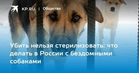 Закон о собаках 2024