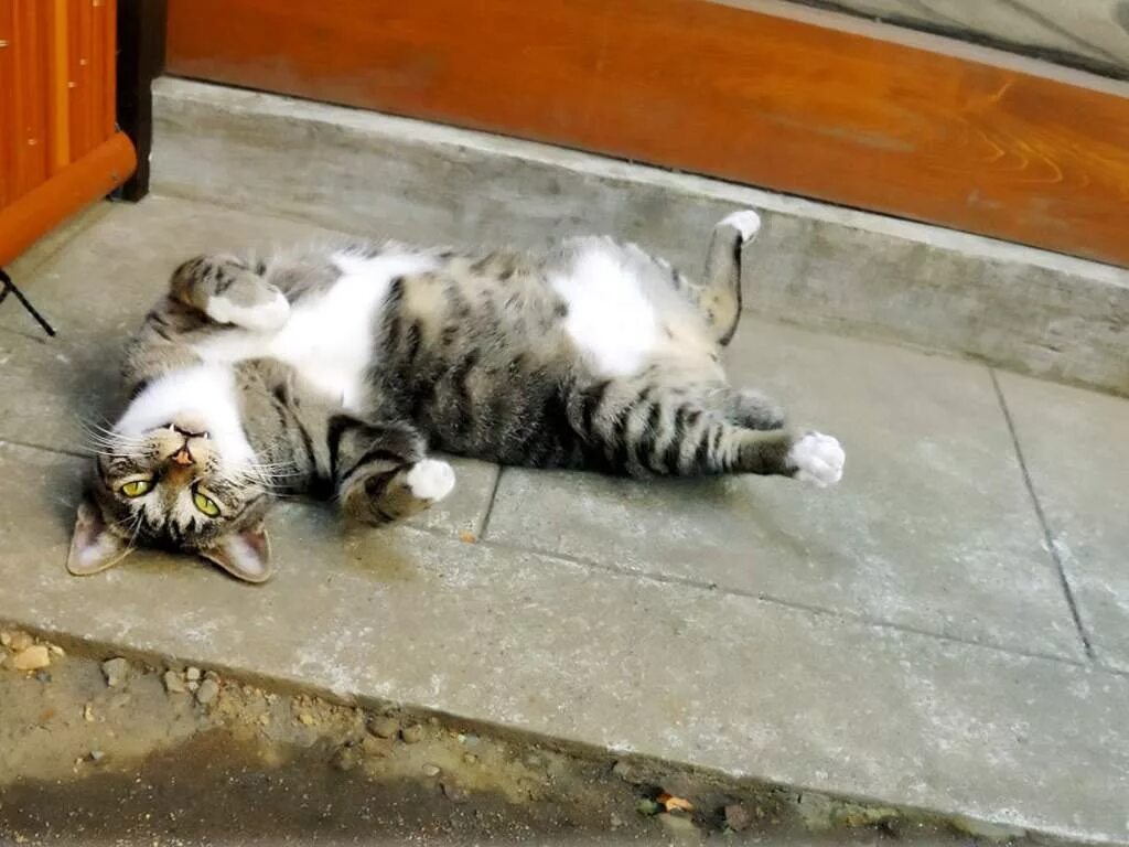 Почему кошка поворачивается. Кошка лежит на спине. котик лежит на спине. кот валяется на спине. кошак лежит на спине.