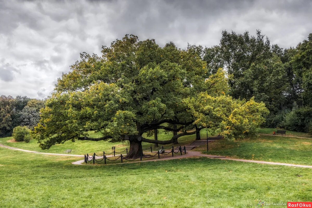дуб кермесовый. ноттингем шервудский лес. в окрестностях дерева. » а.