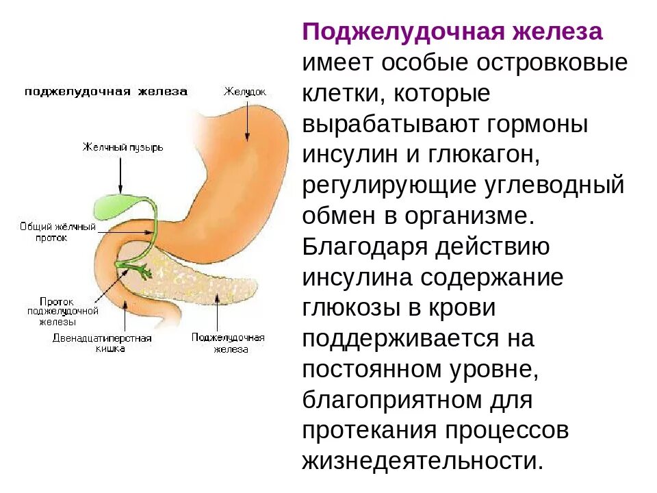 Болит поджелудочная что делать. Описание поджелудочной железы биология 8 класс. Строение и физиология поджелудочной железы. Поджелудочная железа строение и функции 8 класс. Строение поджелудочной железы 8 класс.