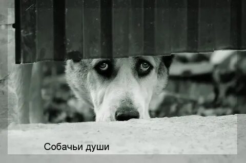 Собачья душа в управление