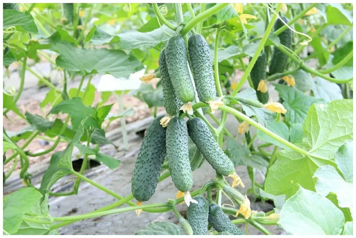 огурец 1000-. огурцы сатина f1. огурцы сатина f1. огурцы сатина ф 1. огурцы сатина f1.