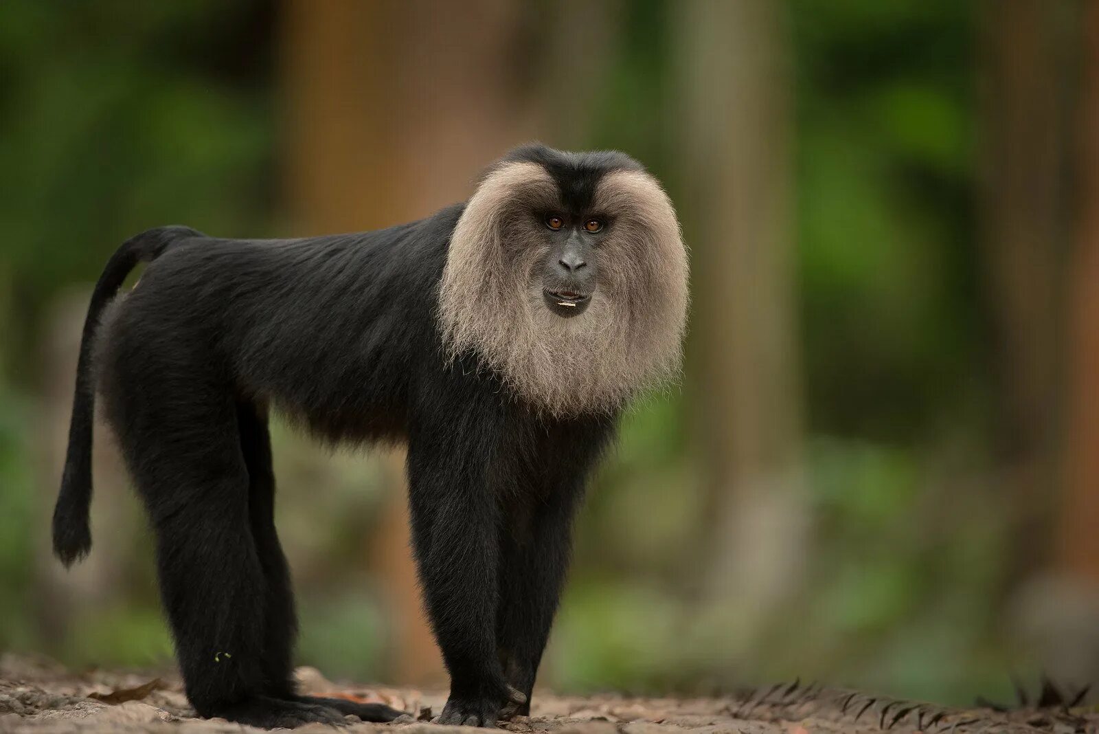 Макак львинохвостый (Вандеру). Lion-tailed macaque. Обезьяна Вандеру. Львинохвостый макак