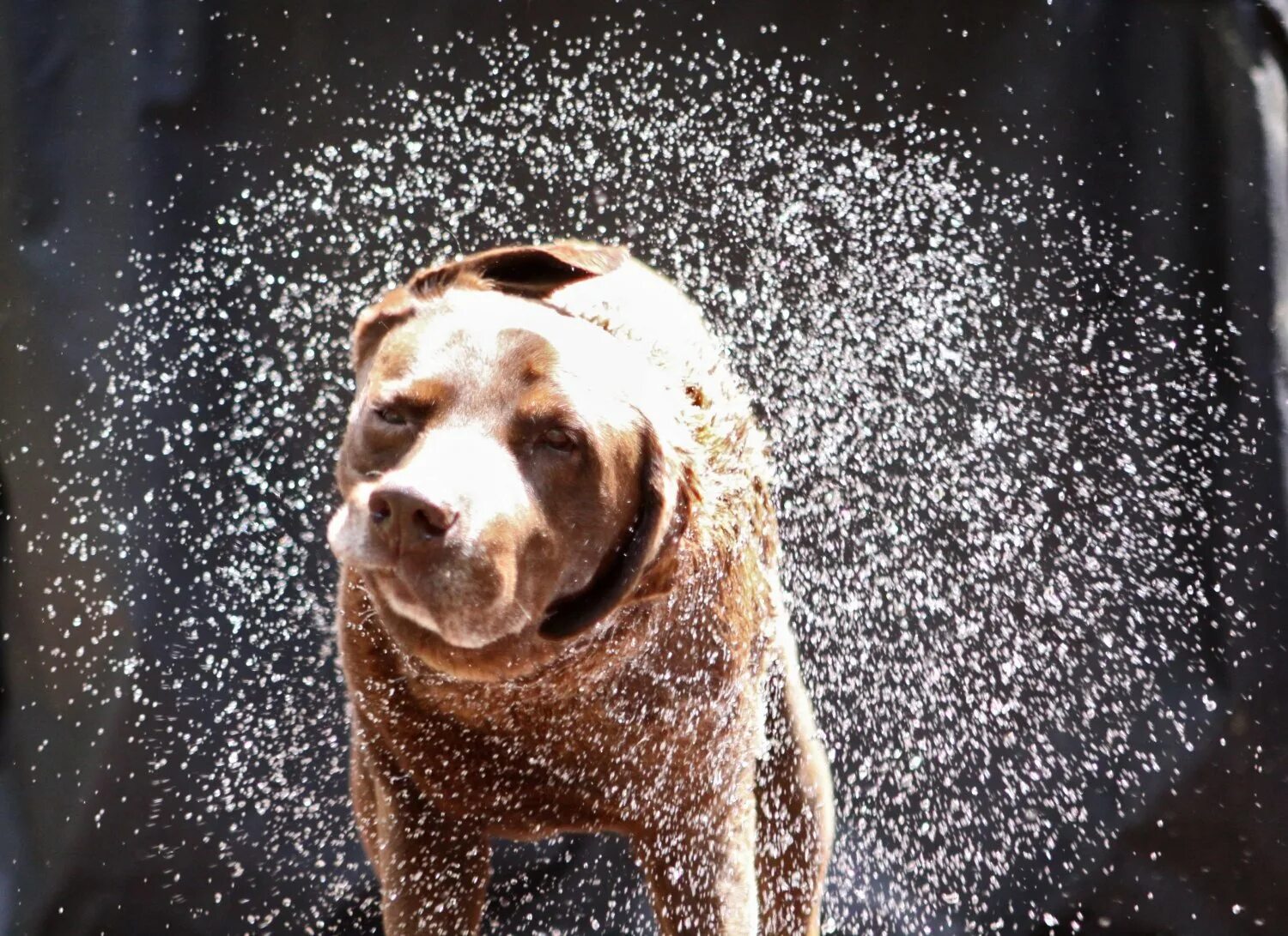 Довольно влажный. Довольно влажный. Собаки под водой. Довольно влажный. Климат швеции для презентации.