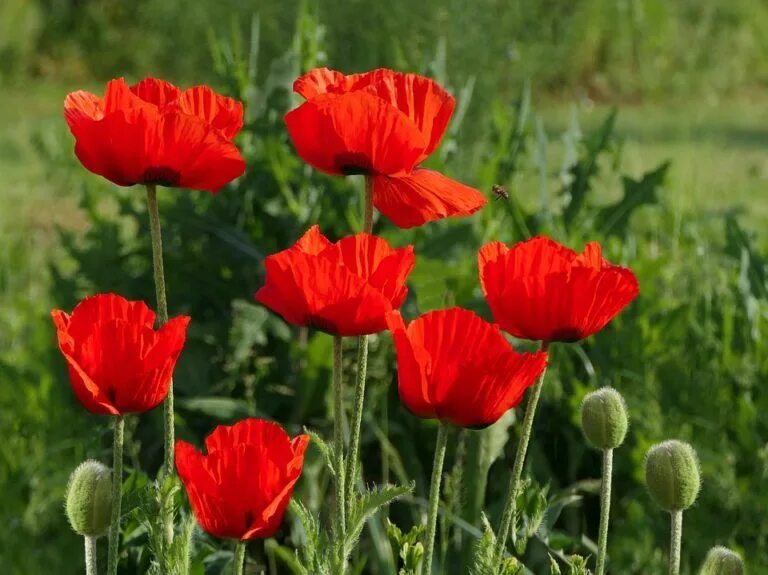 Мак разных цветов. Мак papaver cardinal. мак-самосейка; мак павлиний; мак голостебельный;. мак восточный распберри куин. мак восточный (papaver orientale).