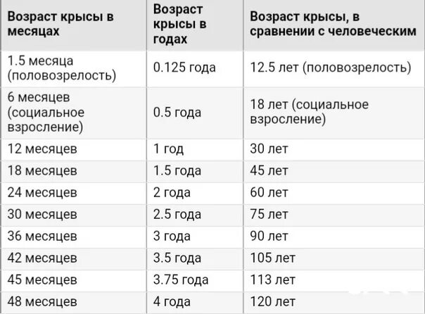 От скольки человек считается. Возраст крысы по человеческим меркам таблица. Соотношение возраста крысы и человека. Возраст крыс на человеческий. Возраст урыс по человеческим.